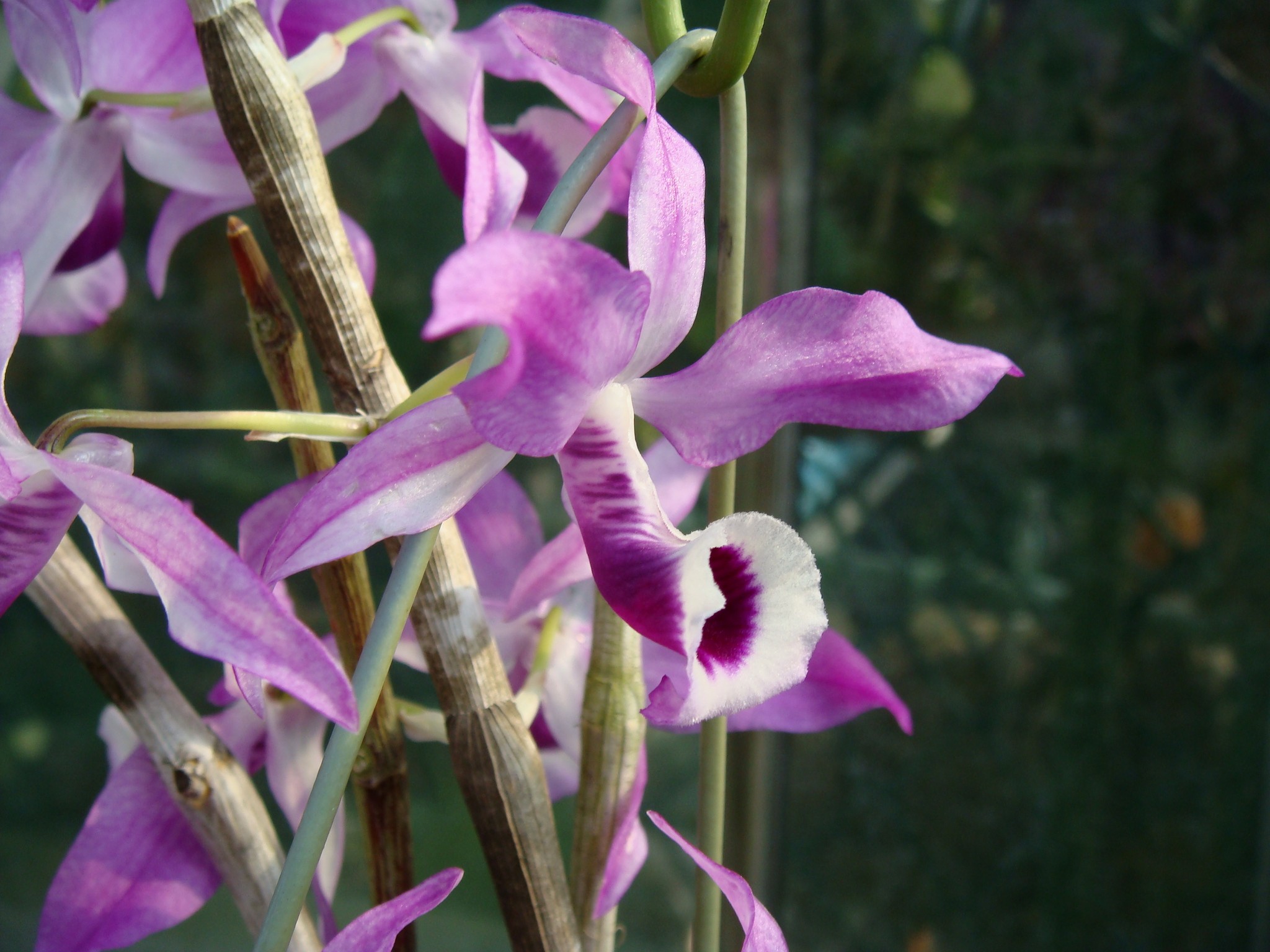 Hoa Phong Lan Vi T Vietnam Orchids Dendrobium R Ng Vi T Nam